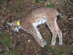 Unweit eines mit dem selben Kontaktgift präparierten toten Rehbocks wurde die von der Nationalparkverwaltung besenderte Luchsin Tessa am 13.03.2012 tot aufgefunden.
Foto: Nationalparkverwaltung