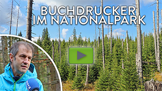 Vorschaubild für das Youtube-video zum Buchdrucker im Nationalpark Bayerischer Wald