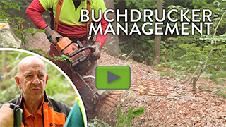 Vorschaubild für das Youtube-video zum Buchdrucker-Management im Nationalpark