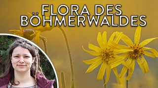 Cornelia Straubinger über die Flora des Böhmerwalds