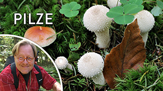 Peter Karasch über die Welt der Pilze