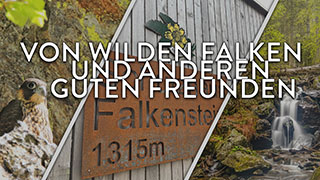 Bild-Collage aus drei Bildern mit Falken, Wasserfall und Schild des Falkenstein-Schutzhauses