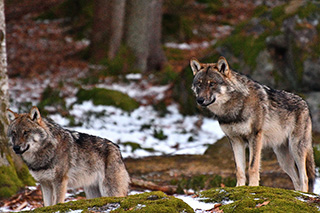 Wölfe im Tier-Freigelände