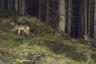 Fotofallen-Aufnahme des ersten Wolfspaars in der Region