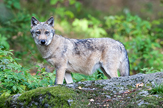 Wolf im Tier-Freigelände