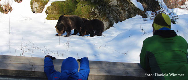 Im Tier-Freigelände können das ganze Jahr über Tiere beobachtet werden, neben Bären...