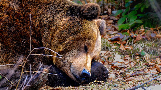Aktuelle und einstige tierische Bewohner des Waldes - wie der Braunbär - bevölkern die Tier-Freigelände.