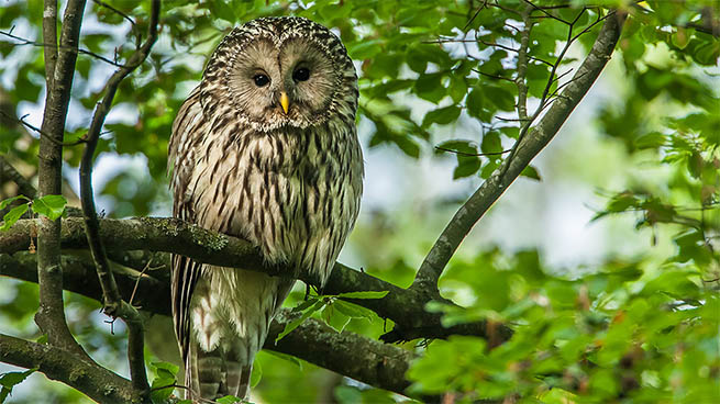 Dort sind auch viele Vogelarten zu bestaunen - zum Beispiel Habichtskäuze.