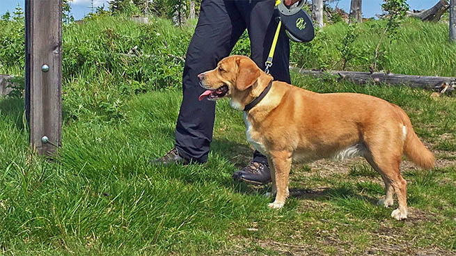 Hunde dürfen in den Nationalpark Bayerischer Wald mitgenommen werden. Allerdings gilt es einige Regeln zu beachten.