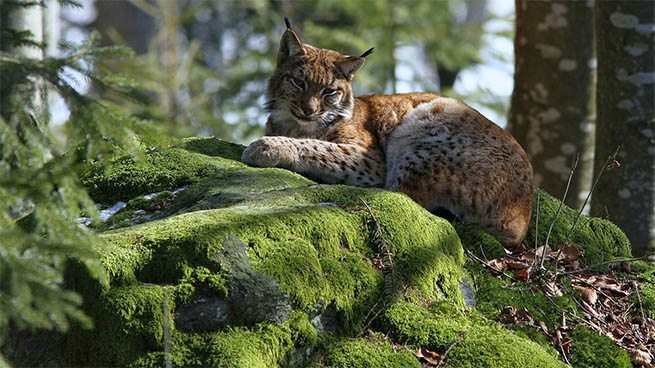 In den Tier-Freigeländen der Nationalparkzentren sind etwa Luchse zu bestaunen.