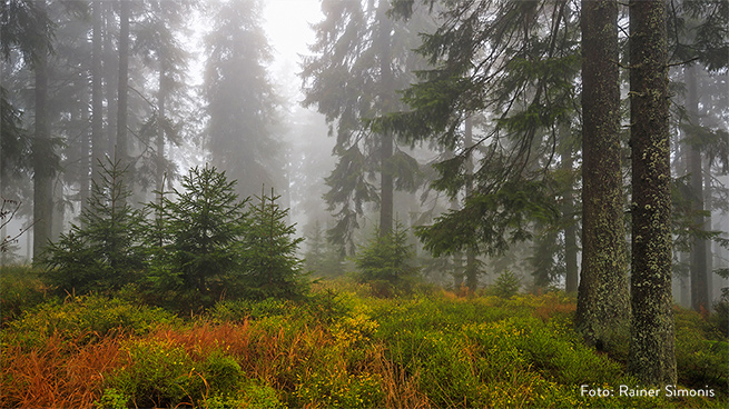 Natürliche Fichtenwälder gibt es in Deutschland außerhalb der Alpen nur sehr selten, etwa im Bayerischen Wald.
