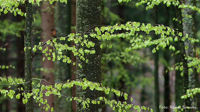 Bei den Bäumen folgt die im Frühjahr hellgrün austreibende Buche an zweiter Stelle.