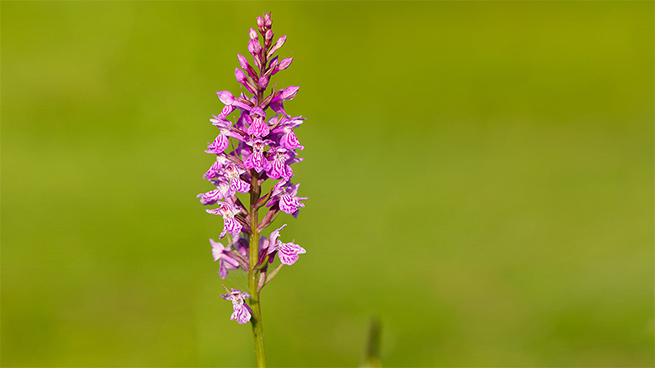 Im Bereich des Nationalparks wachsen auch Orchideen-Arten, wie das Fuchssche Knabenkraut. 