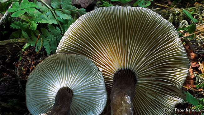 Die Vielfalt an Pilzen im Nationalpark ist riesig. Über 2000 Arten sind bereits nachgewiesen.