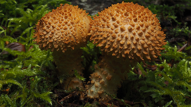 Zu den fotogenen Pilzen zählt der Bleiche Schüppling, der nur in naturnahen Wäldern vorkommt.