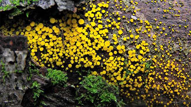 Viele kleine gelbe Pilze mit rundem Hut auf einem Stück Totholz.