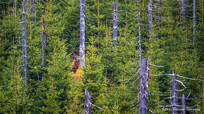 Nicht nur der Rothirsch, das größte Säugetier Mitteleuropas, streift durch den Nationalpark.