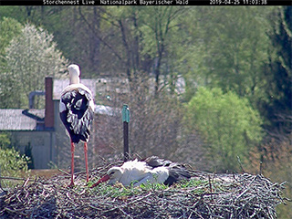 Das Weibchen brütet bereits im Nest.