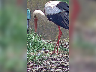 Zwei Jungstörche sind im Nest. Screenshot: Wilfried Keßeler