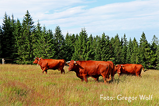 Rotvieh auf einer Schachten-Wiese