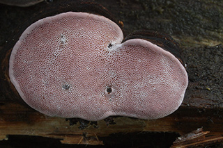 Fomitopsis rosea auf Fichte