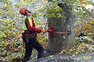Regelmäßig bietet die Nationalparkverwaltung Bayerischer Wald Stellen für Arbeitnehmer verschiedenster Fachbereiche an.