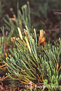 Eine der besonders seltenen Pflanzen im Nationalpark ist Oellgaards Flachbärlapp.