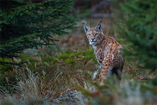 Luchs zwischen Bäumen