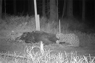 Fotofallenbild: Ein Luchs frist an einem Wildschweinkadaver