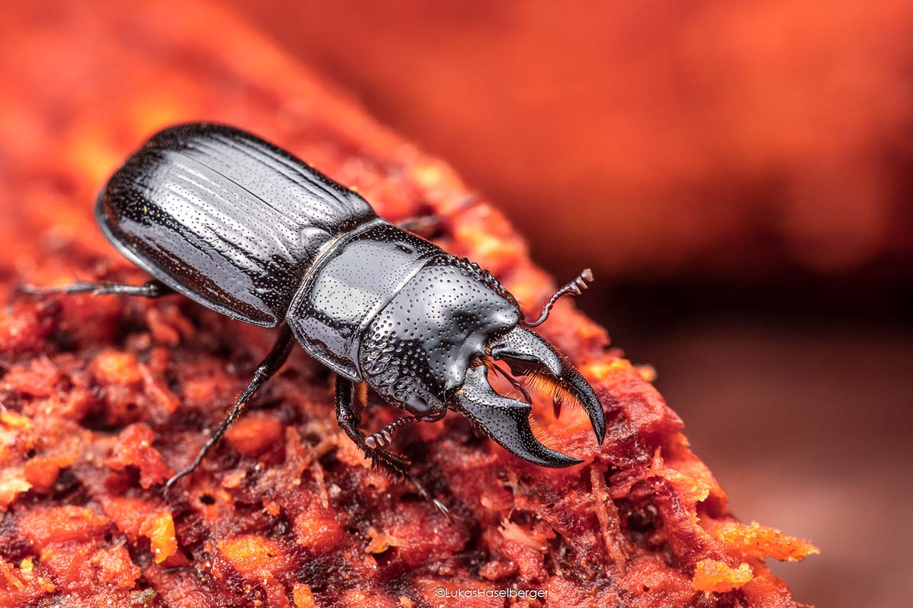 Ein Rindenchröter (Ceruchus chrysomelinus) ist ein schwarzer Käfer mit Zangen am Kopf
