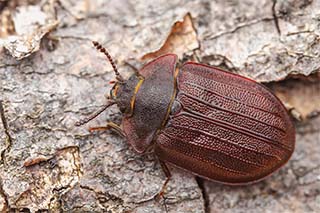 Der Urwald-Relikt-Käfer, Peltis Grossa, ist rotbraun, mit rauen Flügeldecken