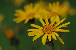 Detailaufnahme einer Arnika-Blühte