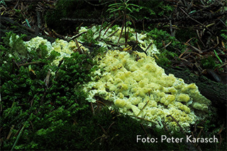 Fibroporia bohemica, Neu für Bayern, durch Bürgerbeteiligung im September 2017 entdeckt im Nationalpark