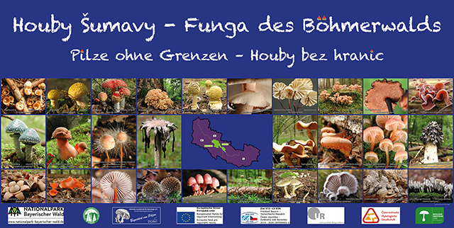 Offizielles Projektbanner zu Funga des Böhmerwalds Offizielles Projektbanner zu Funga des Böhmerwalds
