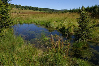Moorgebiet im Nationalpark Šumava