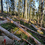 Anreicherung von Fichtentotholz im Šumava