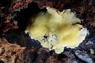 Das Bild zeigt einen zitronengelben Fruchtkörper der Pilzart Antrodiella citrinella mit typischem Porenbild. Foto: Peter Karasch