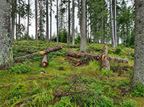 Das Bild zeigt vier liegende Tannenstämme in einem Bergfichtenwald