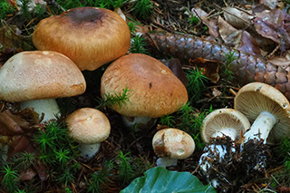 Das Bild zeigt eine Gruppe von Trockenen Schleimköpfen im Bergmischwald mit Buchenlaub und Fichtenzapfen