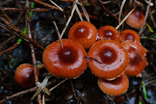 Das Bild zeigt rotbraun glänzende Pilzhüte vom Kleinberingten Gürtelfuß von oben