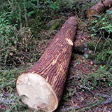 Fichtenstämme gestreift im Nationalpark Bayerischer Wald