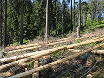 Das Bild zeigt liegende, geschälte Fichtenstämme und im Hintergrund noch stehenden Fichtenwald