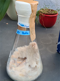Das Bild zeigt einen Glaskolben mit Pilzmyzel, das Holzdübel überwächst