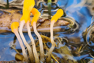 Das Bild zeigt leuchtend gelbe Sumpfhaubenpilze im Wasser