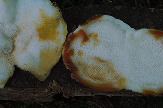 Das Bild zeigt die porigen Unterseiten der Fruchtkörpern der Pilzart Oligoporus fragilis mit typischer orangegelber Verfärbung nach Berührung