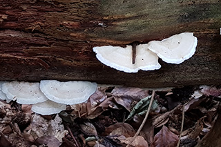 Das Bild zeigt einen liegenden Holzstamm mit Fruchtkörpern der Pilzart Oligoporus fragilis