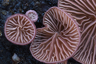 Das Bild zeigt eine Nahaufnahme der Unterseite mit violetten Lamellen der Pilzart Panellus violaceofulvus. Foto: Peter Karasch