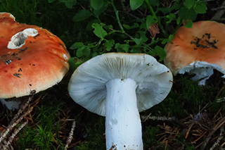 Das Bild zeigt zwei Fruchtkörper des Apfeltäublings im Aufichtenwald, einer der beiden wurde gelegt und man sieht die weißen Lamellen