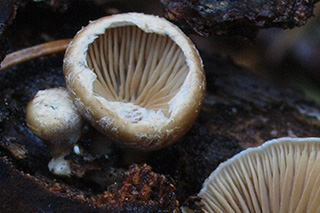 [Das Bild zeigt eine Aufnahme mit mehreren Fruchtkörpern der Pilzart Tectella patellaris mit Lamellen auf der Unterseite. Foto: Peter Karasch