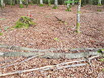 Das Bild zeigt einen belaubten Waldboden mit liegenden Ästen, Stämmen und einembemoosten Baumstumpf